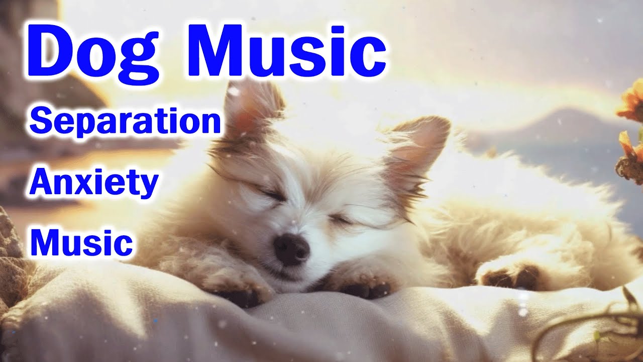 The dog becomes calm💖🐶 Sleep music, Separation Anxiety Music, Relax your dogs