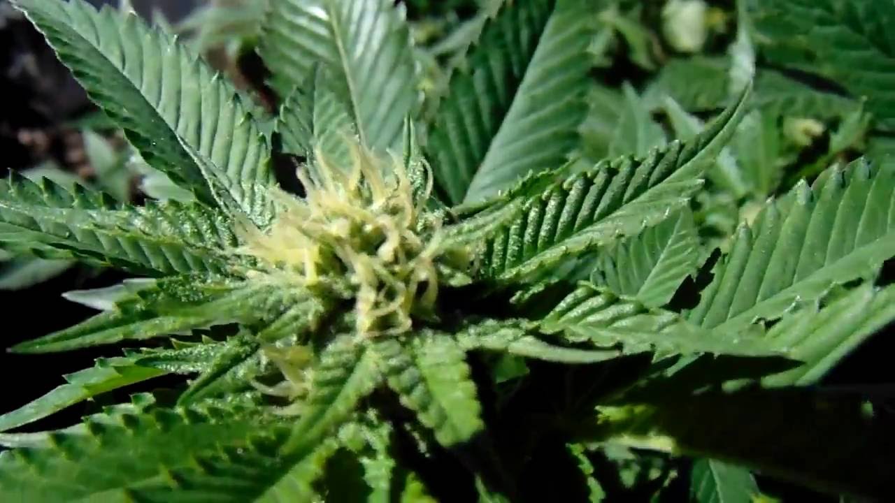 Strain Spotlight: Power Plant