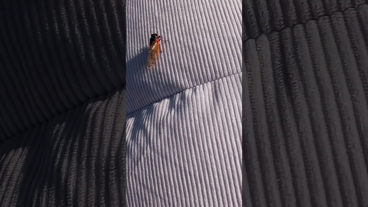 Touching a cicada bugs wings!