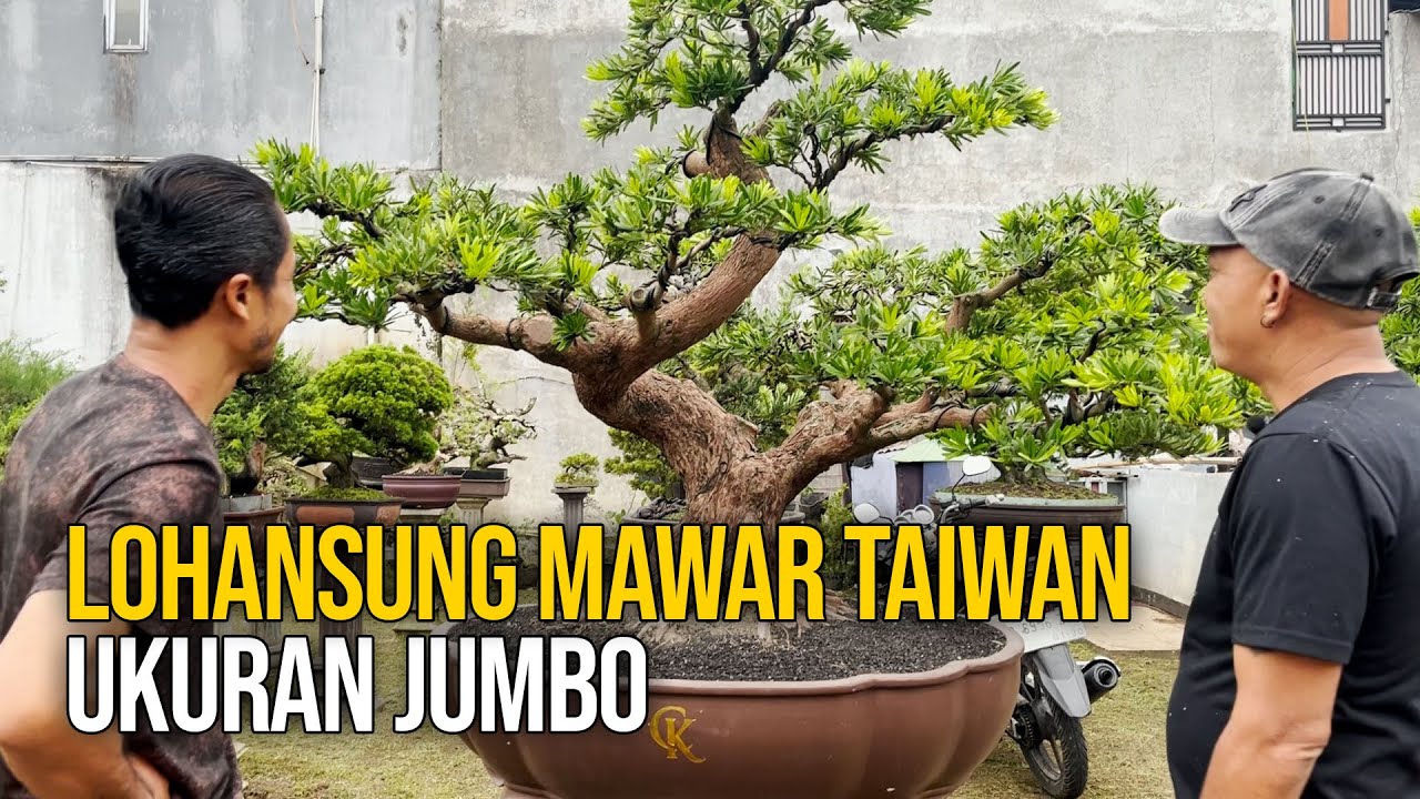 Bonsai Lohansung Mawar Taiwan Jumbo