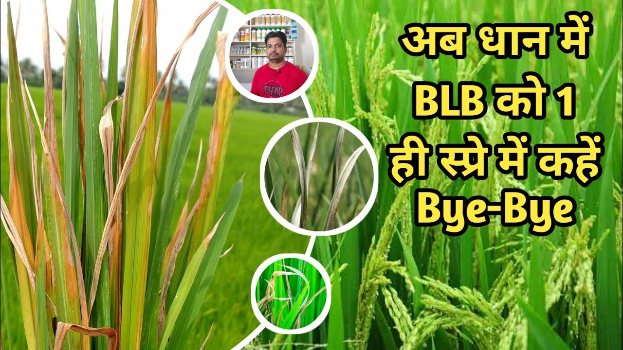 BLB in Paddy / Bacterial Leaf Blight in Paddy / धान में पत्ती झुलसा रोग में कौन सा स्प्रे करें /
