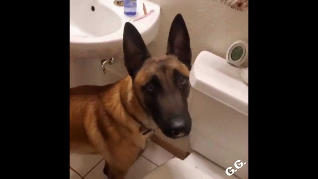 Şaşırtan Köpekler (Eğitimli, Yardımsever, Kurnaz ve Sağlıklı)