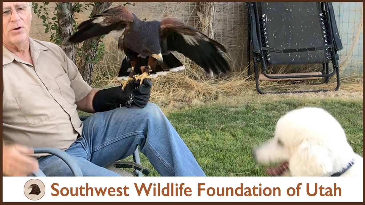 Falconry: Belle the Harris Hawk Season Two