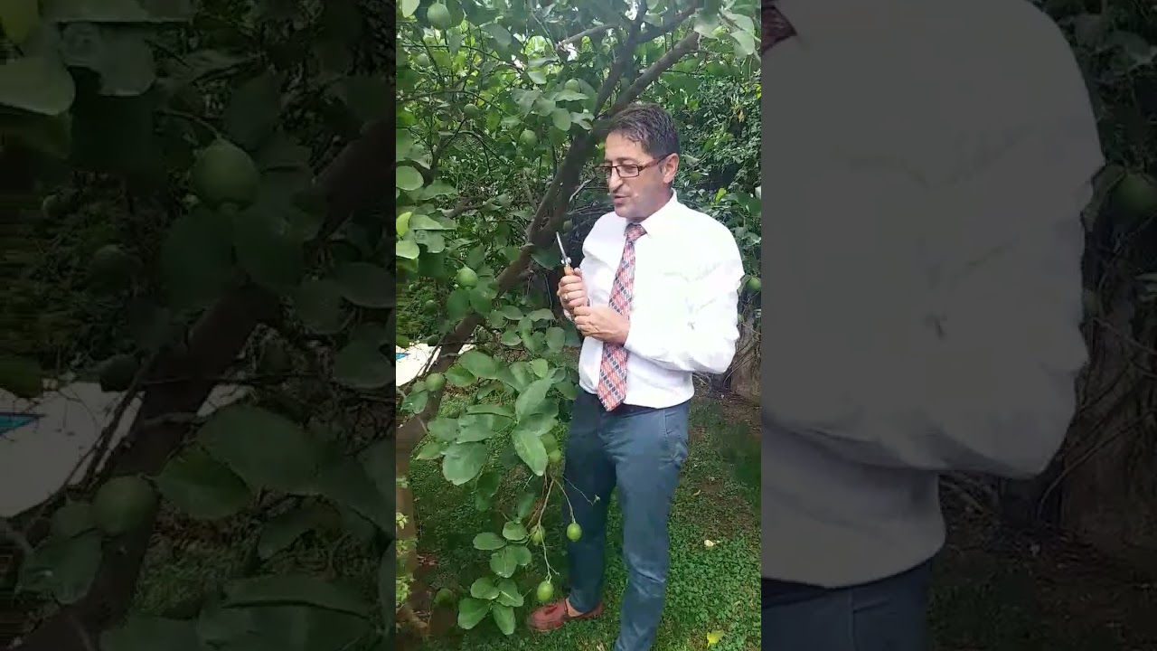 Limon'da Budama Ne Zaman Yapılır