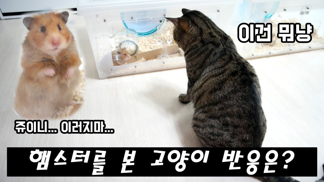 햄스터를 처음본 고양이의 반응은???