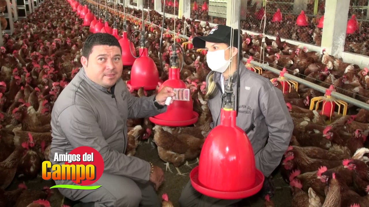 020519 amigos del campo GALLINAS PONEDORAS