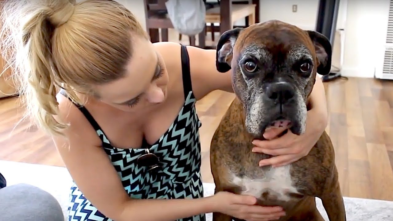 Boxer Dog ate a loaf of French bread (GUILTY)