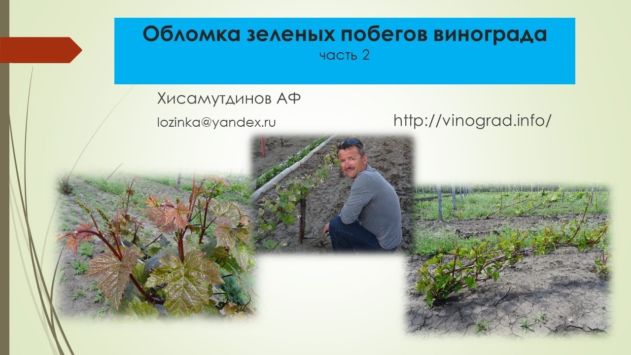 Обломка винограда, часть 2 Хисамутдинов АФ, Красохина СИ