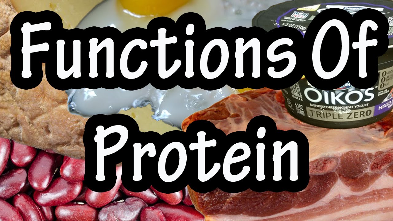 Functions Of Protein In The Body - How The Body Uses Proteins - Importance Of Protein