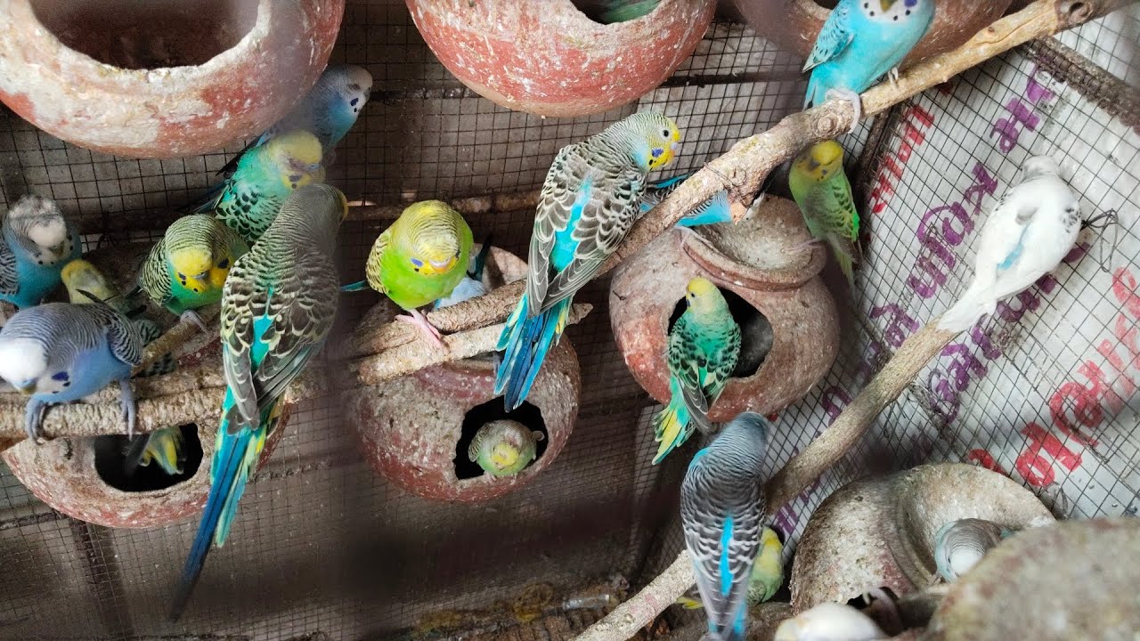 Real Time Dana Khata Hua budgies Birds | Happy Birds Family Budgies Biggest Cage Setup Breeding 💫 