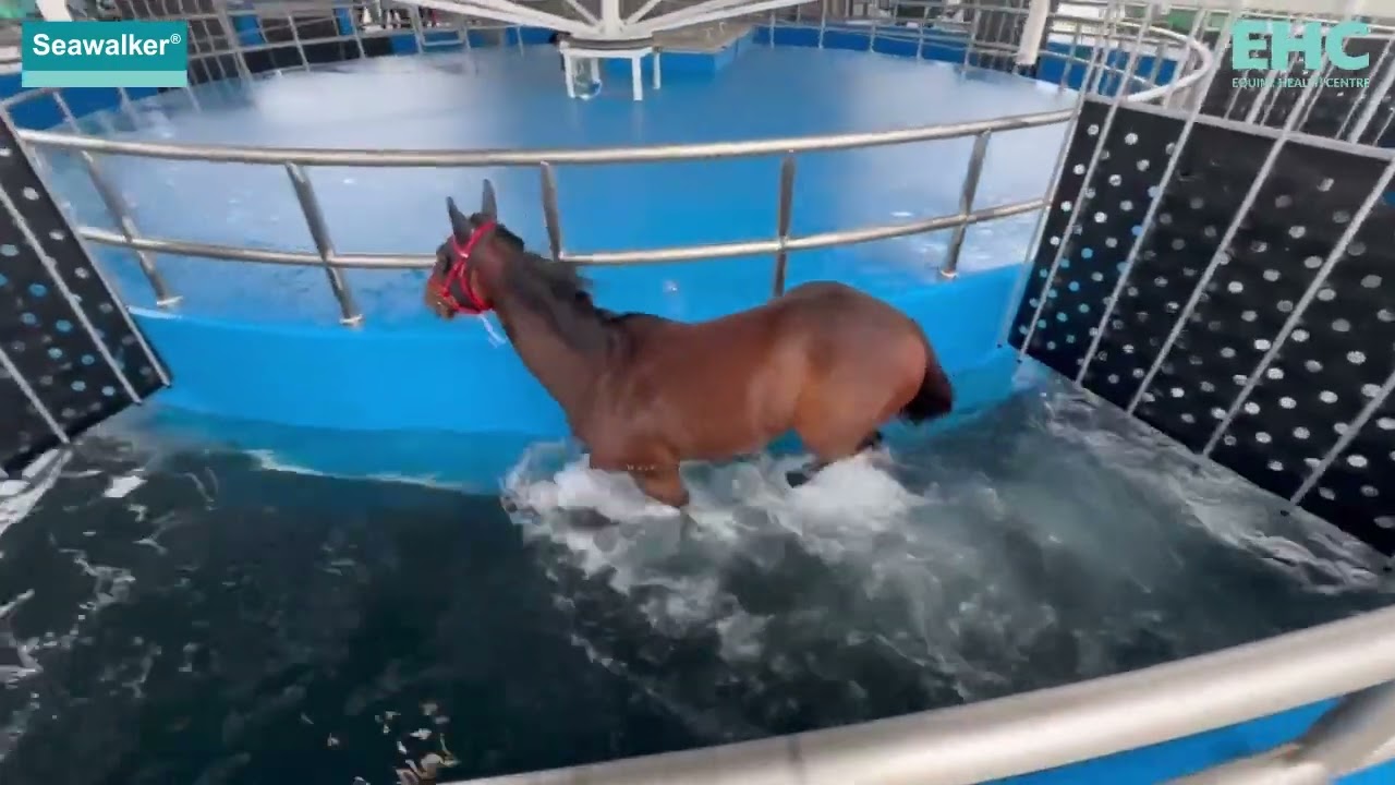 Seawalker Installation 1, Hong Kong Jockey Club
