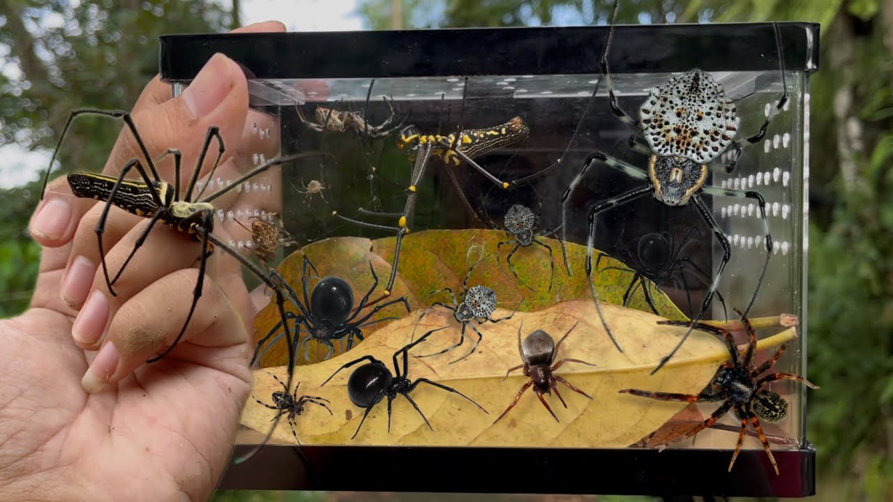 Let’s Go Hunting Spider again, with New Container!