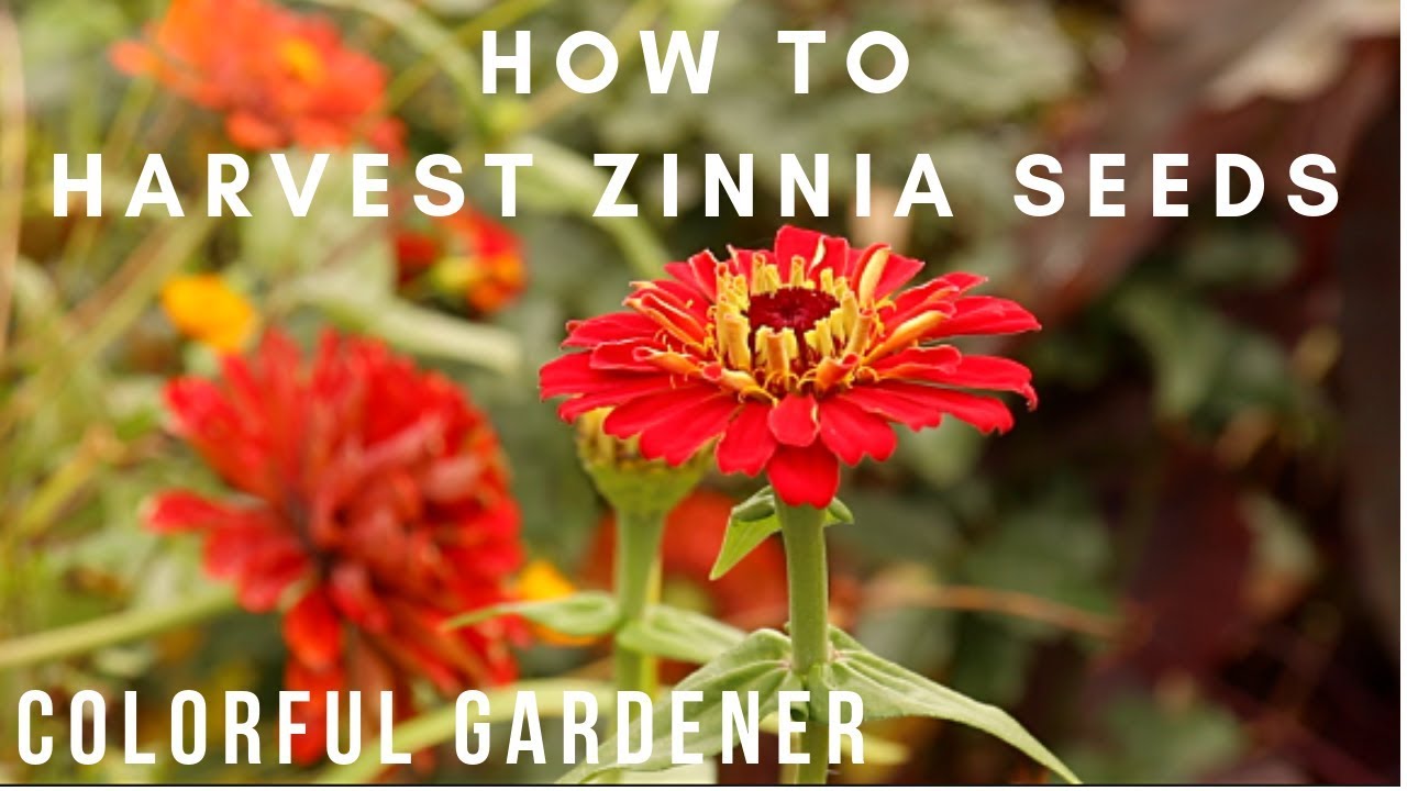 How To Save Zinnia Seeds🌸/ Colorful Gardener