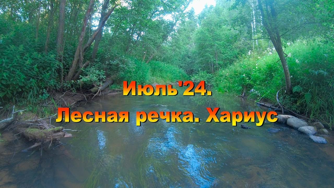 Июль'24. Лесная речка. Хариус