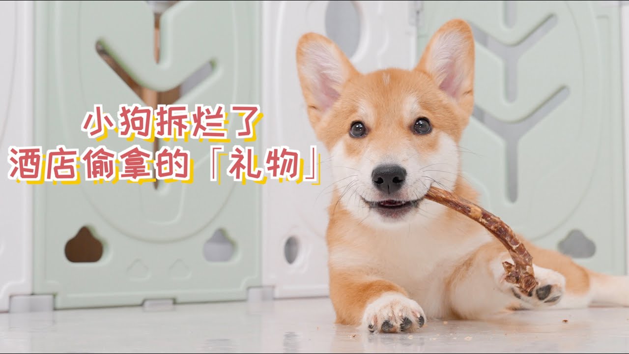 我从酒店偷拿的礼物，2分钟就被狗子拆坏了