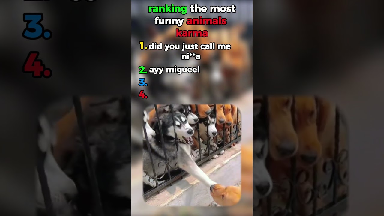 ranking top animal karma moments #top5 #animals #karma #shorts