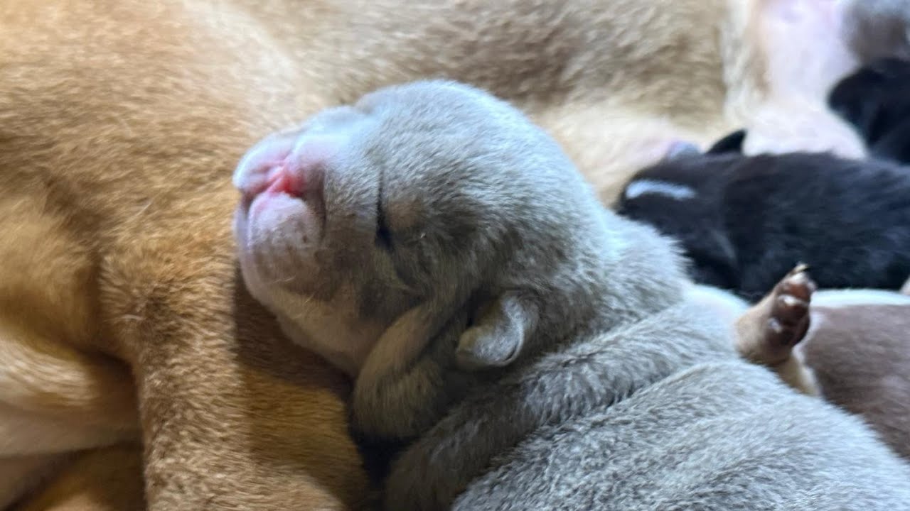 live MILKTIME my English bulldog puppies 
