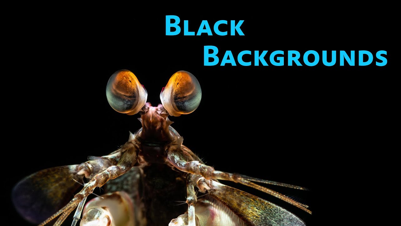 Black Backgrounds for Underwater Macro
