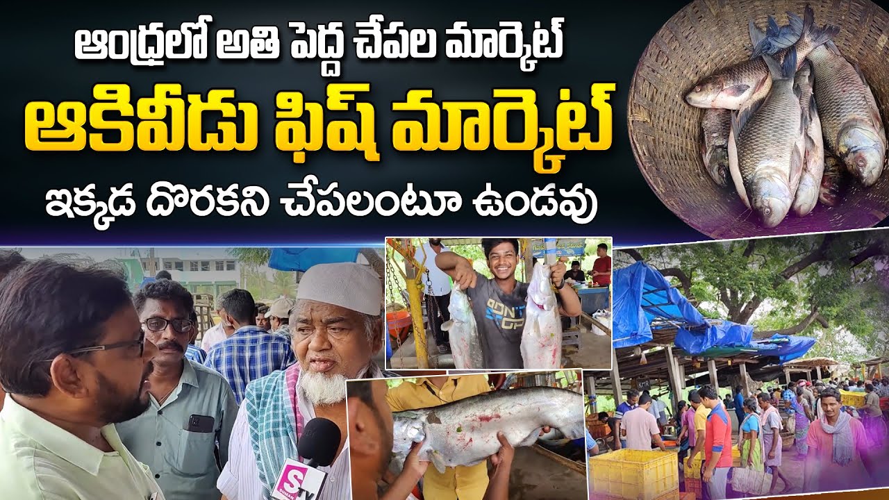 Andhra Famous Fish Market | Aakiveedu Fish Market | Low Cost Of Fishes | Types of Fishes