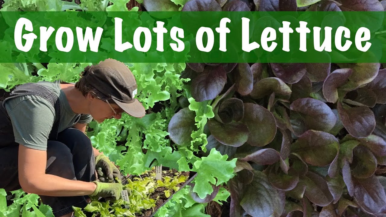 Master Gardener Tips for Lettuce through the Growing Season