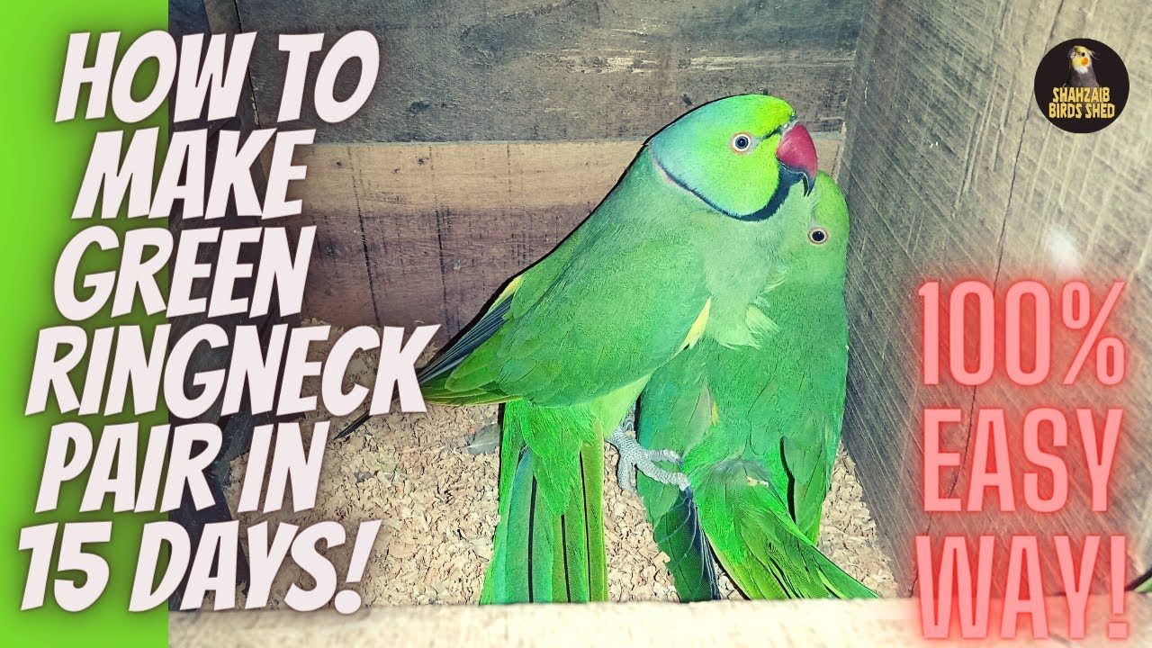 How to make Green Ringneck Pair -  Green Ringneck Parrot Breeding Season 2022-23
