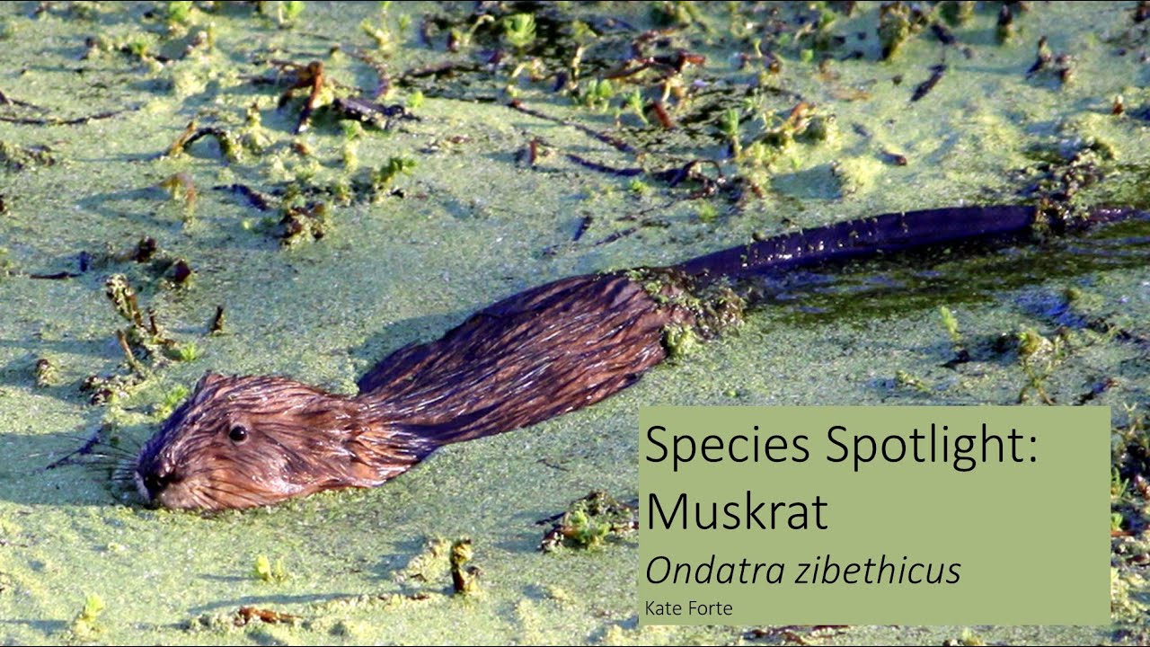 Species Spotlight: Muskrat