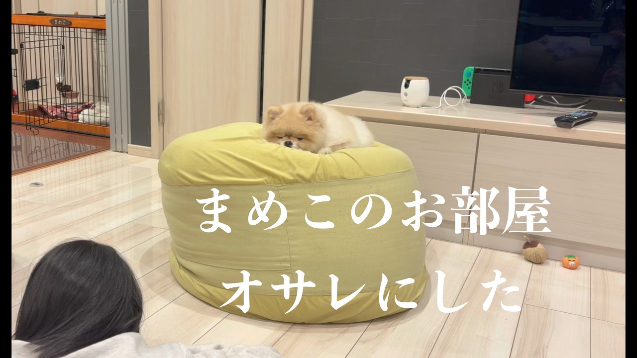ポメラニアンまめこのお部屋オサレにしたよ