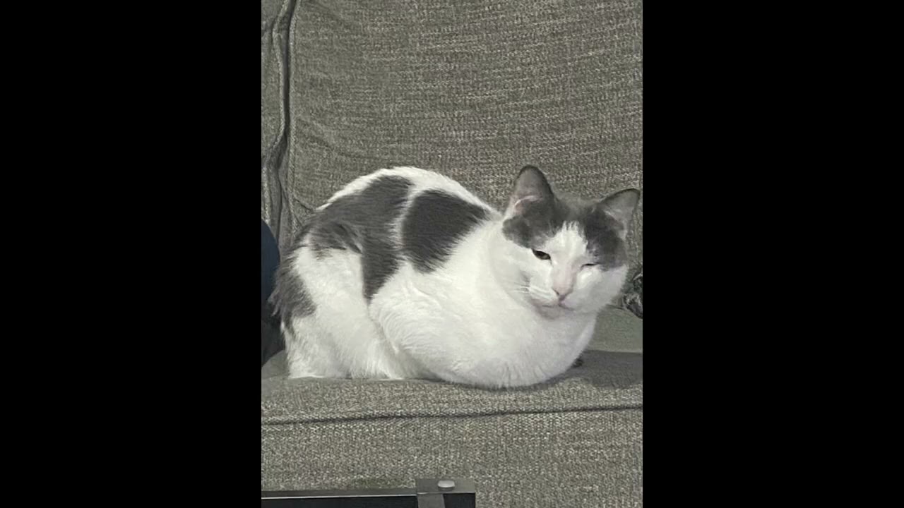 Cosmic Whisker Miners song (with cat pics)