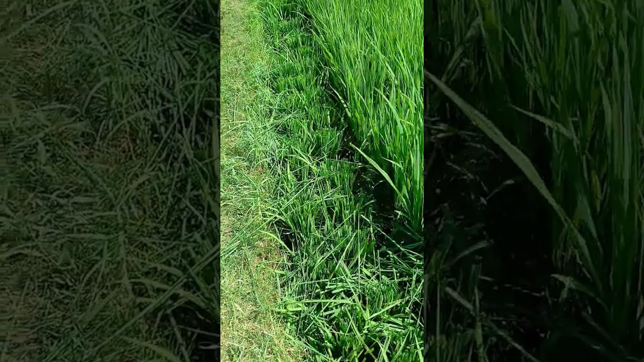 uji coba pruning padi