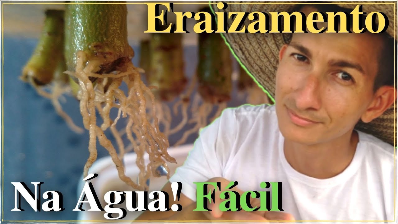 enraizando galhos de rosa do deserto na água. Super fácil