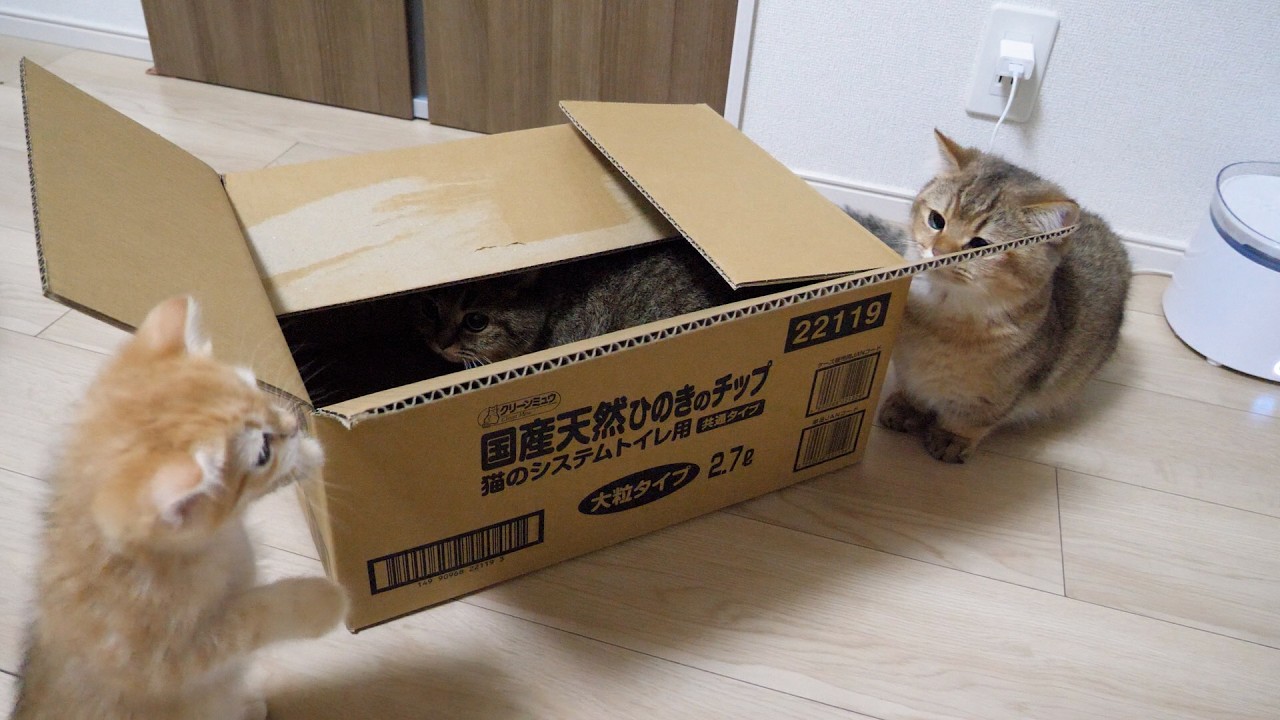 Cute kittens just can't stop wondering what's inside the box...