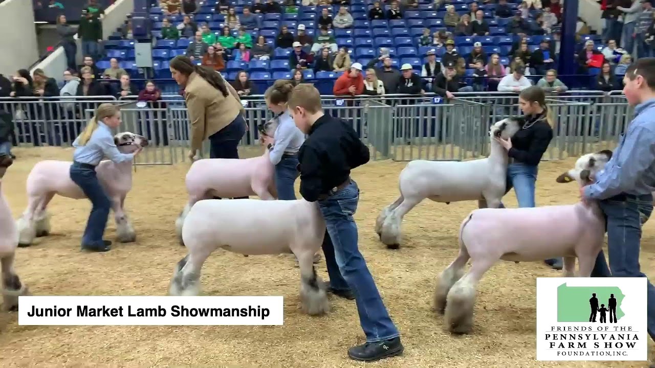 Junior Market Lamb Showmanship