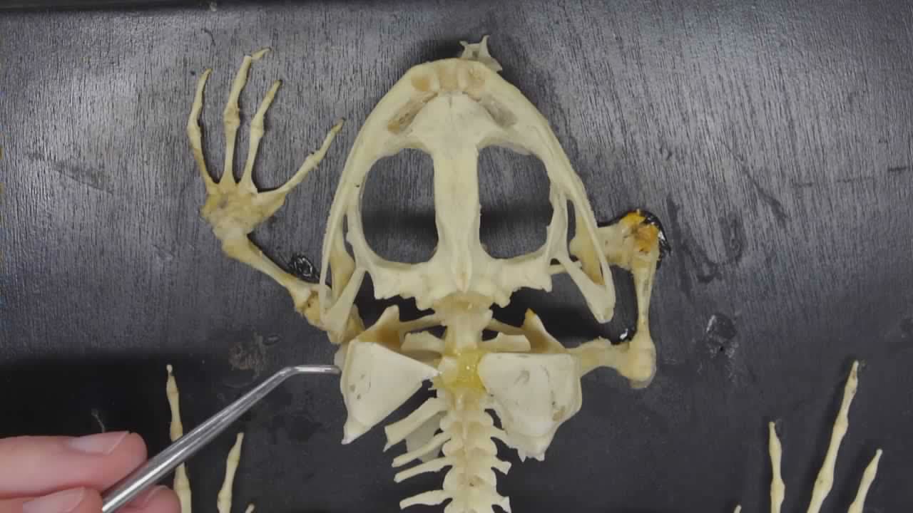 Frog Skeleton