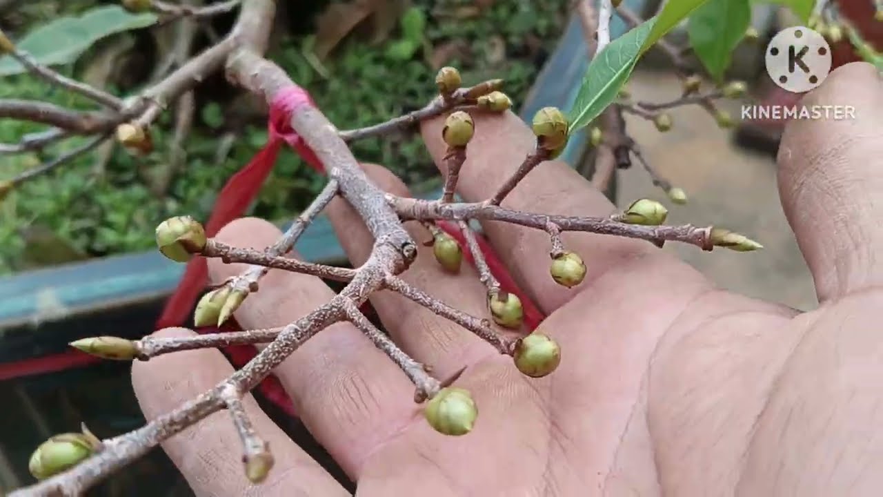 Một số cách ép nụ mai lớn nhanh, bung vỏ lụa nhanh chóng, cách ép mai nở kịp tết