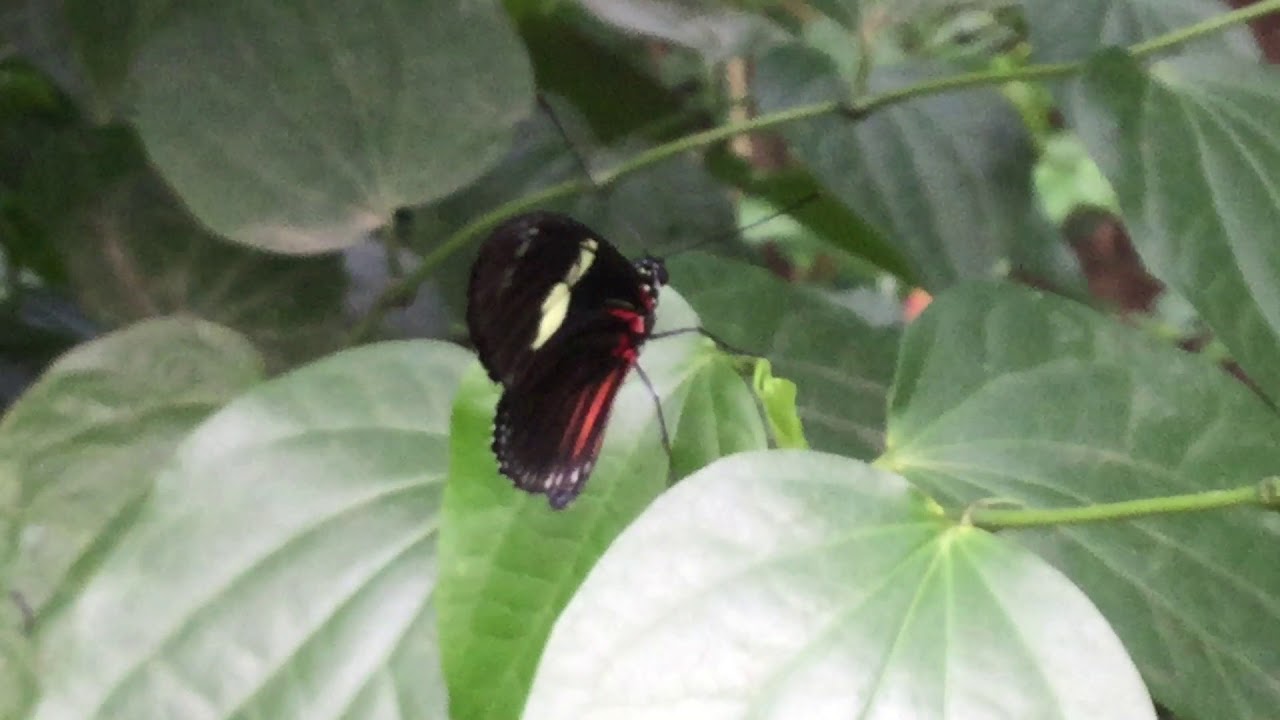ドリスドクチョウ / Heliconius doris　Butterfly of Costa Rica, Monteverde蝶園 2017/04/14
