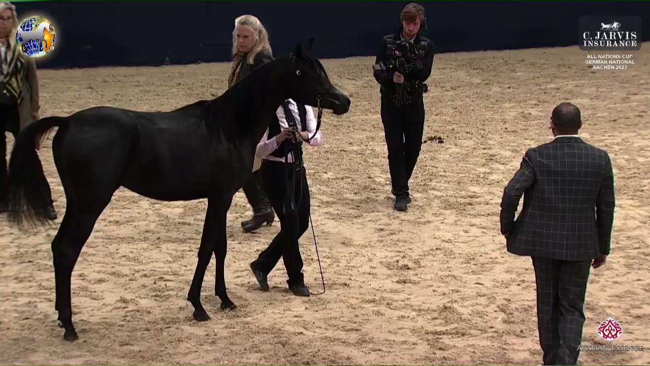 N 8 FL LILLY   German National Championships   Aachen   Yearling Fillies Liberty Presentation Class