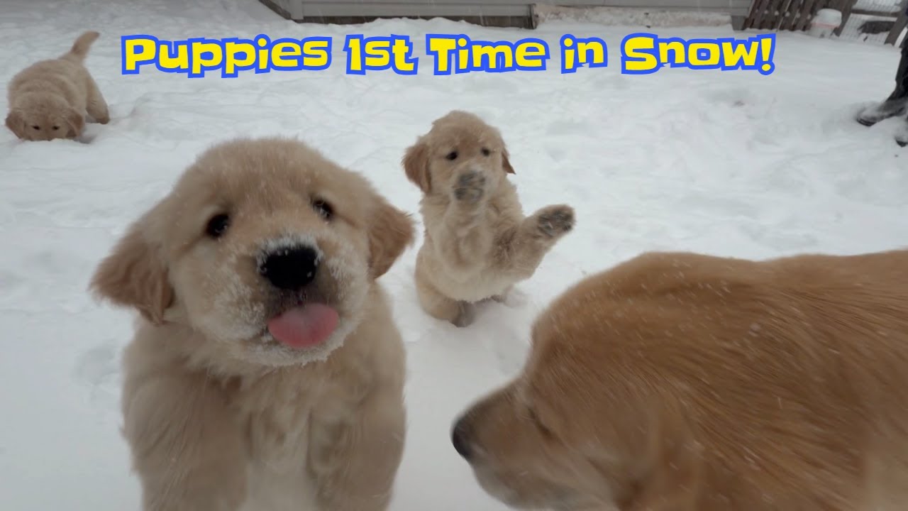 Golden Retriever Mama Introduces Her Puppies to Snow for the First Time!