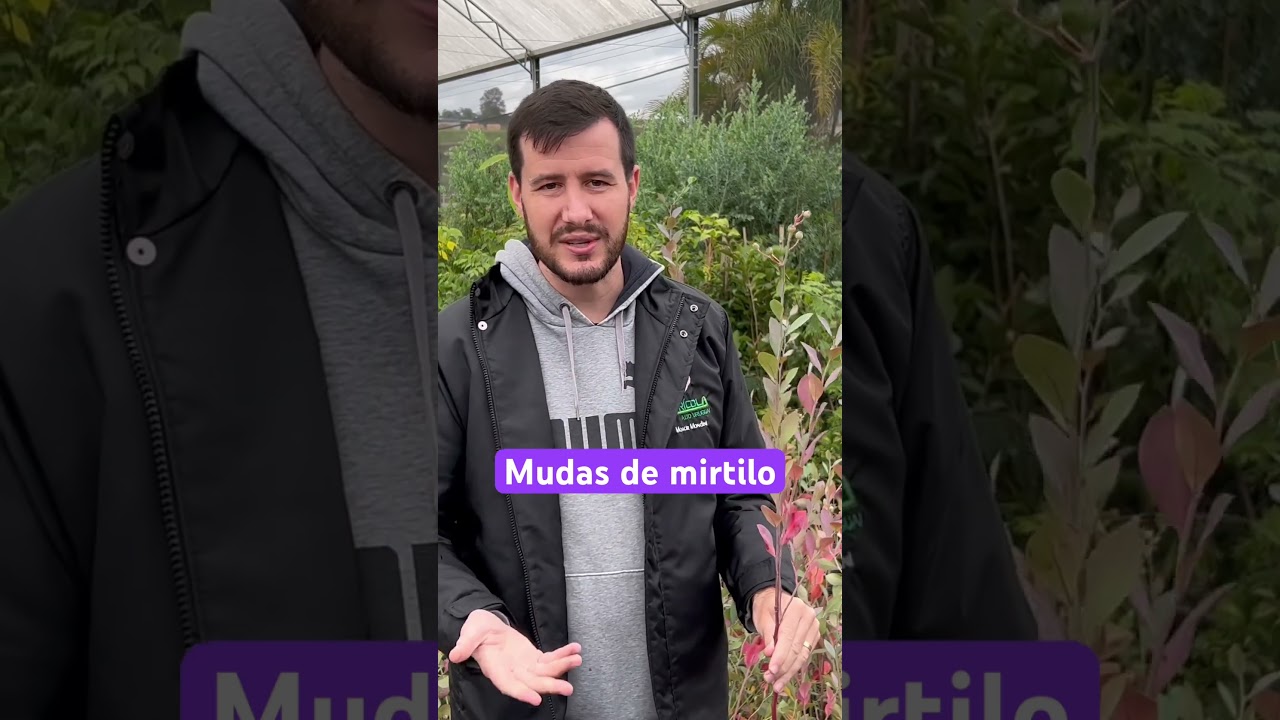 Mudas de mirtilo na mondini plantas