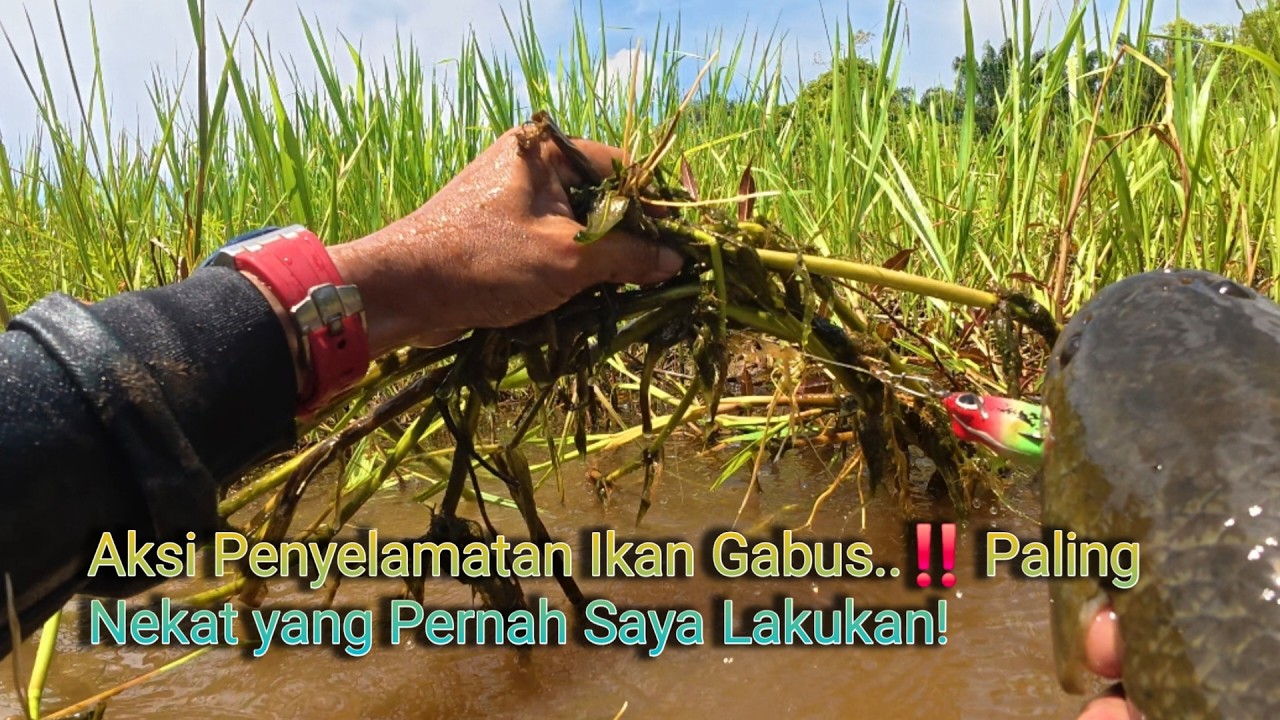 Aksi Penyelamatan Ikan Gabus..‼️Paling Nekat yang Pernah Saya Lakukan!