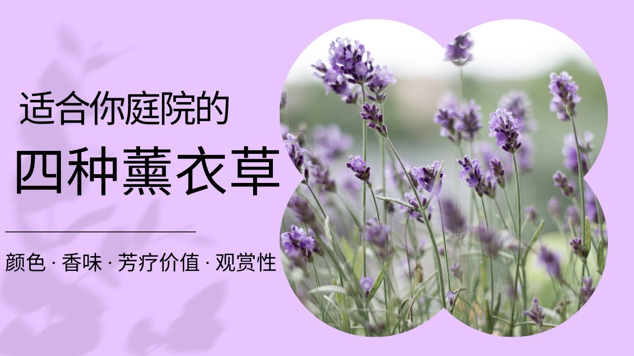 4种不同的薰衣草品种介绍