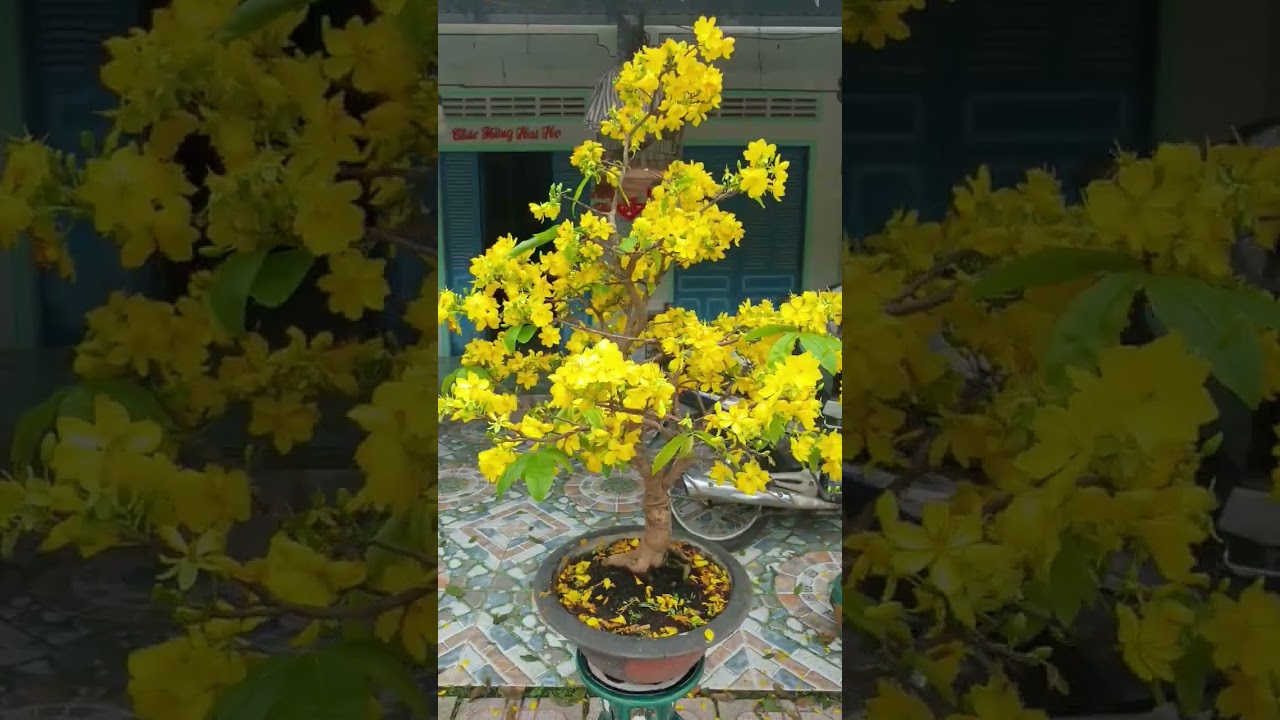 Mai Giảo Thủ Đức