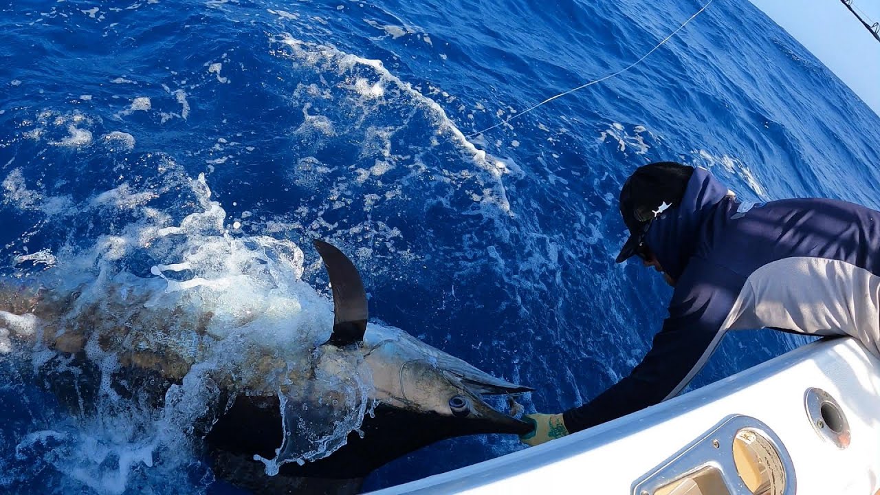 Yellowfin tunas and blue marlin on a custom Boston Whaler 280 outrage with Santa Cruz Fishing team