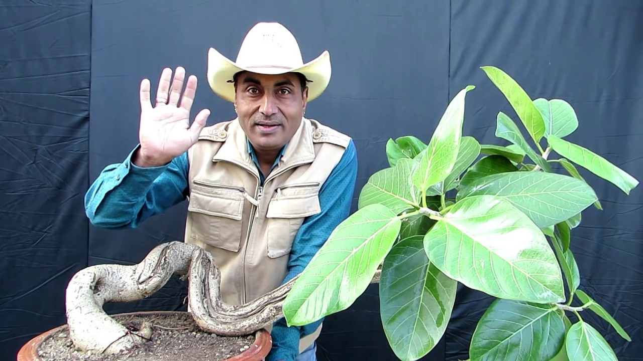 How to make a Bonsai/Banyan Bonsai from Aerial Root