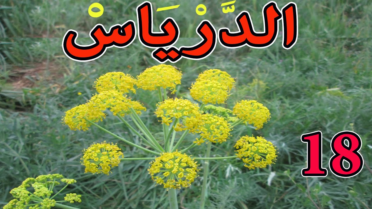 الدرياس العشبة 18 من السلسلة التعريـفـية بالأعشاب الموجودة في المغرب تافسيا