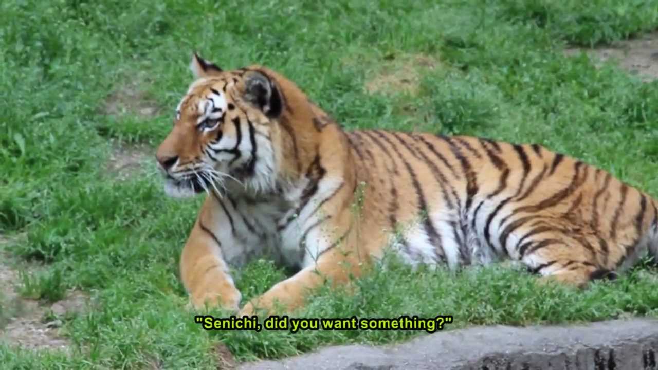 Amur Tigers at Tennoji Zoo, Osaka, Japan  天王寺動物園のアムールトラ