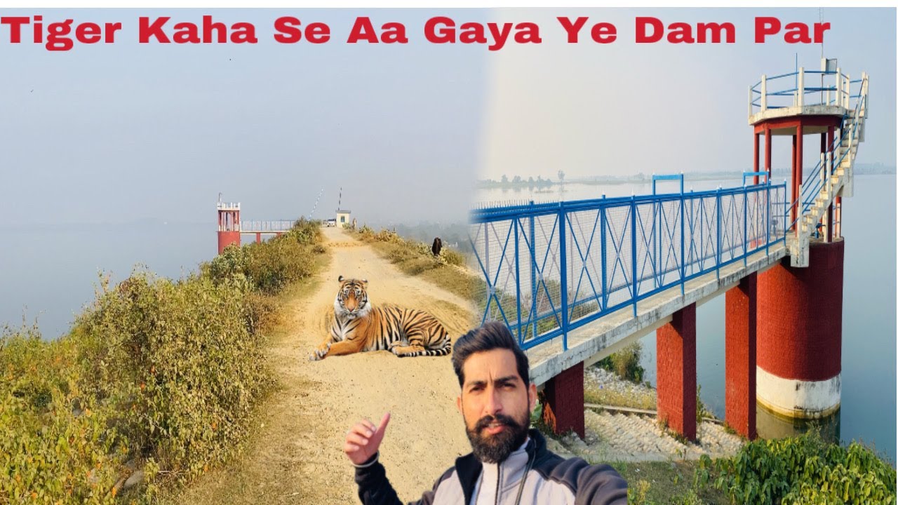 Tiger At Uttarakhand Unseen Dam 😱|| Jim Corbett National Park