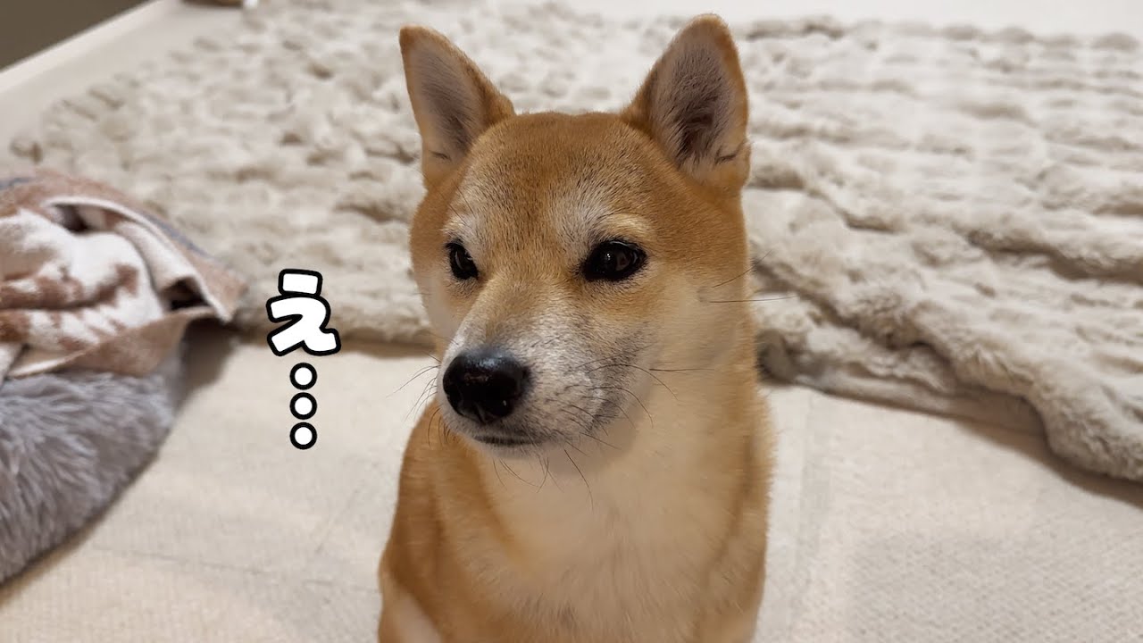 どうやら今日、あたちは一人置いていかれるみたいです