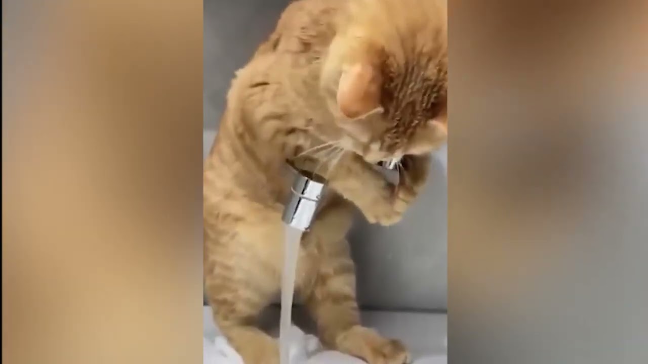 一瞬で純粋な幸せのエネルギーをくれるおもしろい動物たち