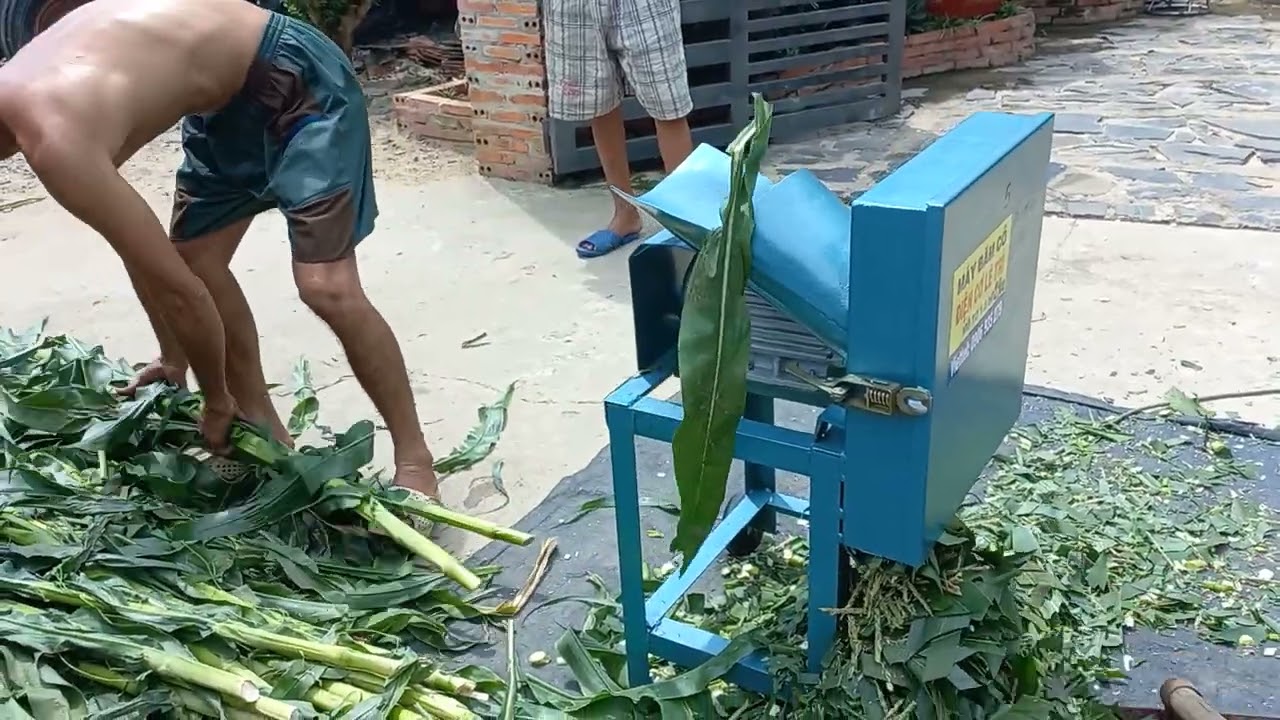 Máy Băm Cây Bắp Cỏ Voi Tây ninh 1.5hp