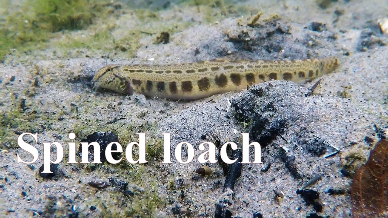 Spined loach (Cobitis taenia) - Koza pospolita